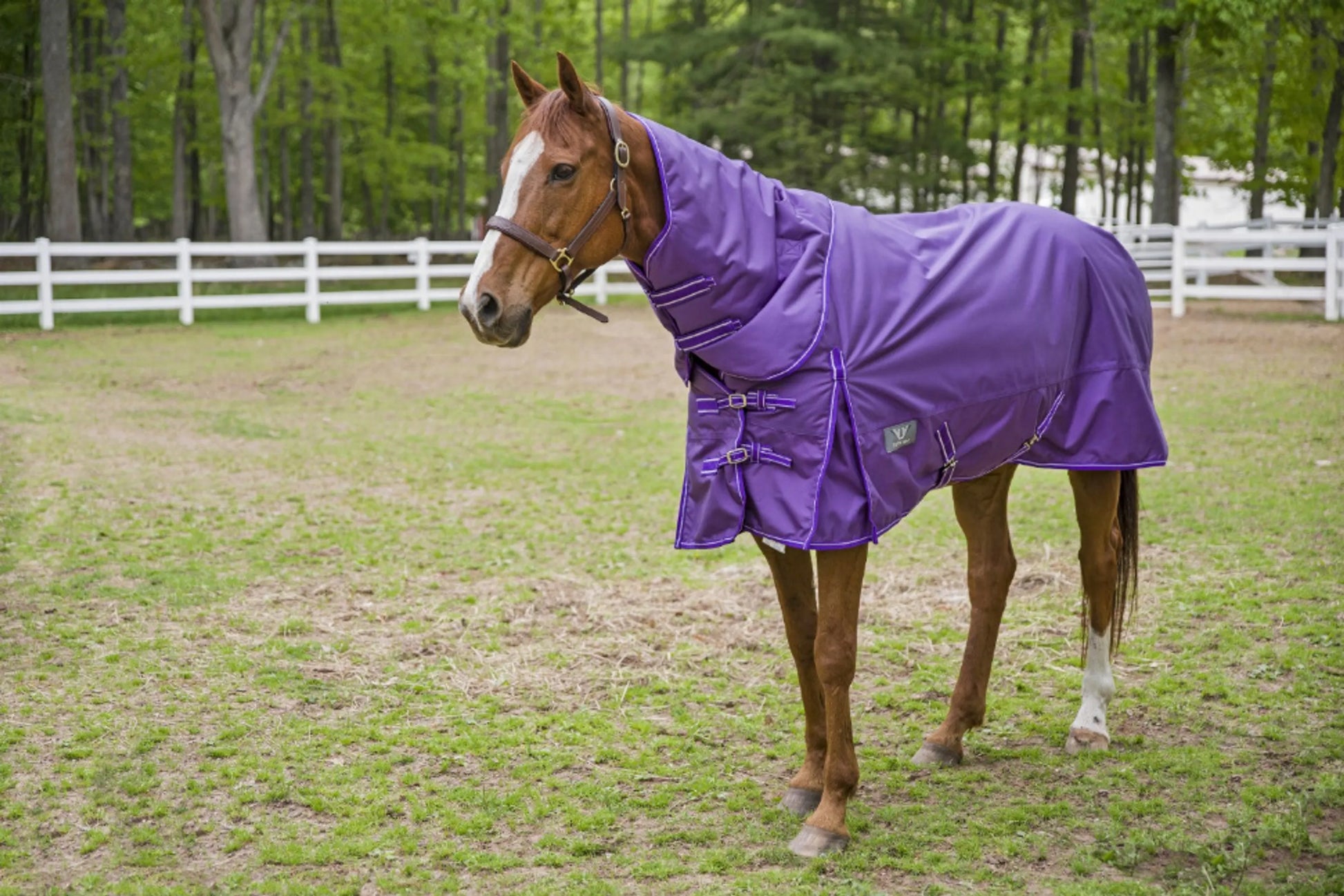 TuffRider 1680 D Super Comfy Detachable Neck Blanket - One Eyed Pony