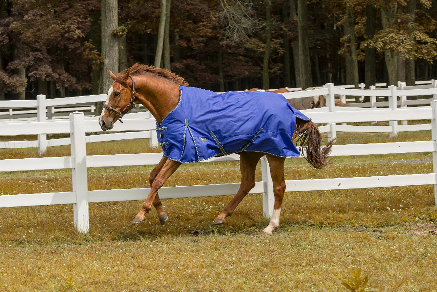 TuffRider 1200 D Comfy Winter Blanket - One Eyed Pony