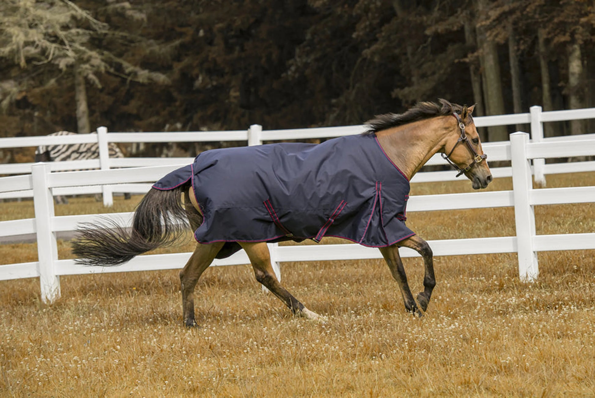 TuffRider 1200 D Comfy Winter Blanket - One Eyed Pony