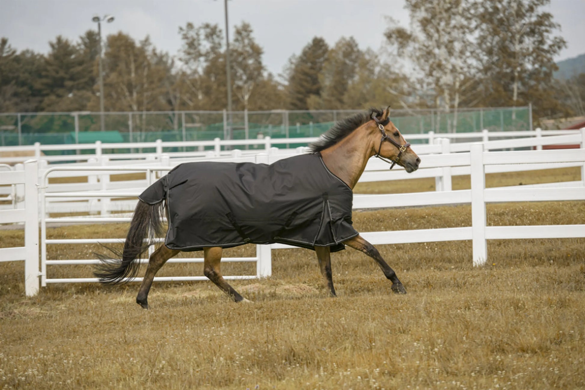 TuffRider 1200 D Comfy Winter Blanket - One Eyed Pony