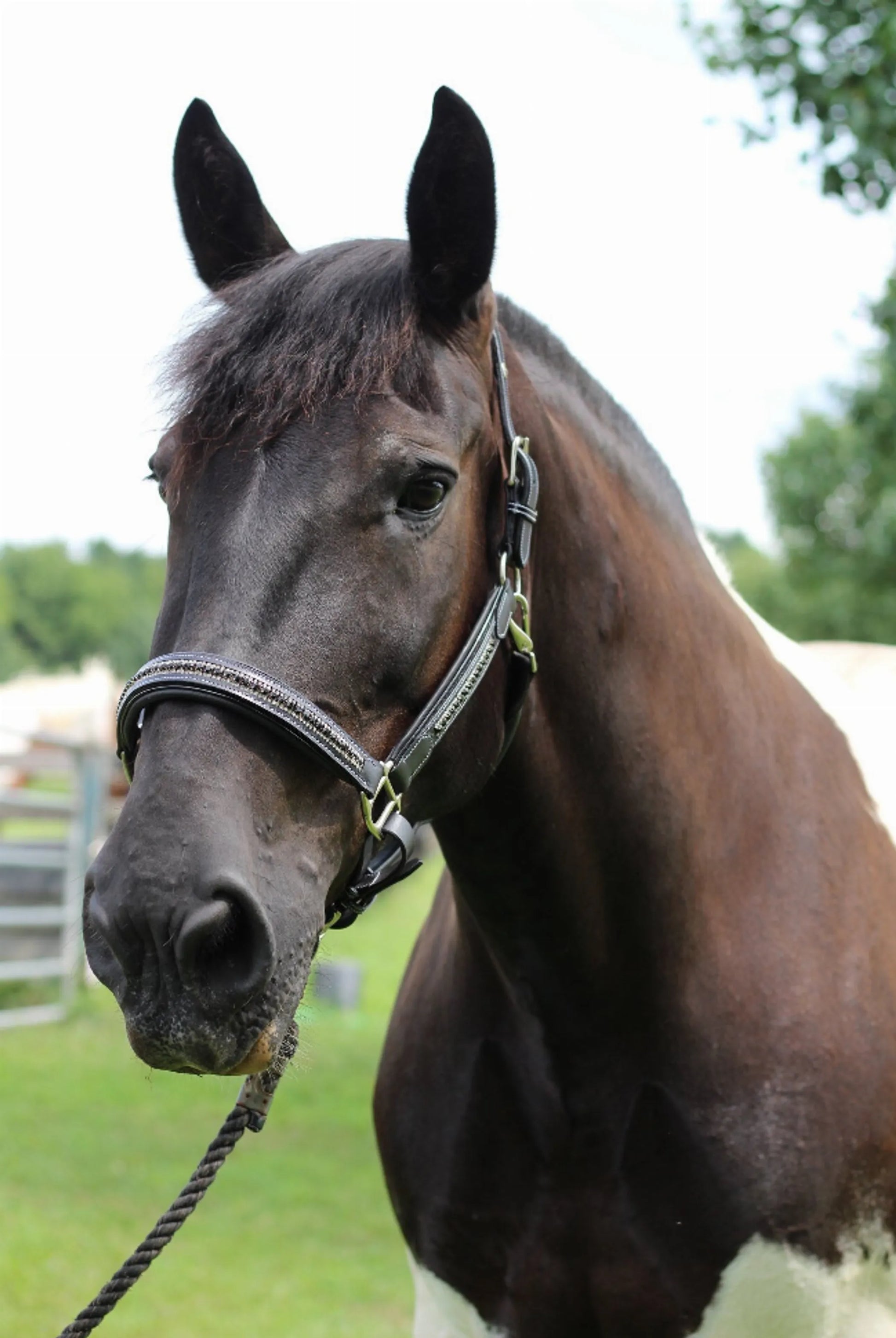 Henri de Rivel Padded Jewel Halter - One Eyed Pony