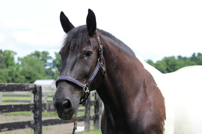 Henri de Rivel Padded Jewel Halter - One Eyed Pony