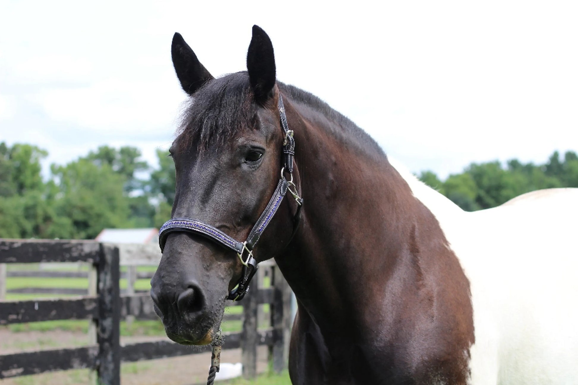 Henri de Rivel Padded Jewel Halter - One Eyed Pony
