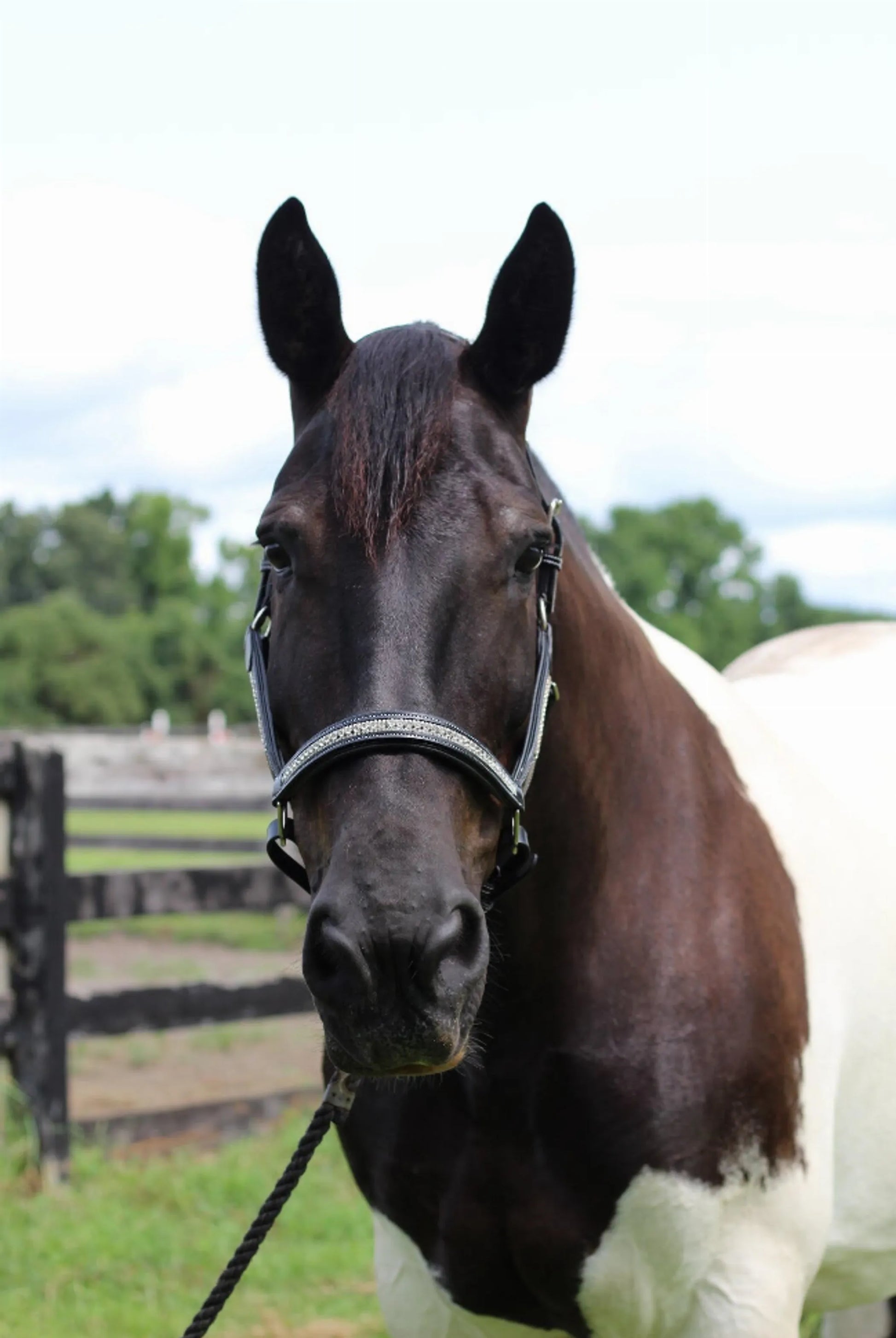 Henri de Rivel Padded Jewel Halter - One Eyed Pony