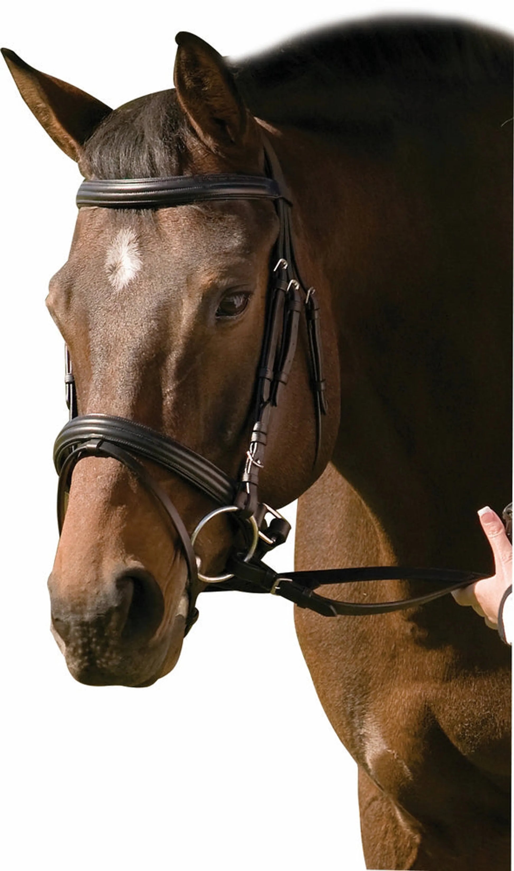 Henri de Rivel Pro Padded Raised Dressage Bridle with Crank Flash Noseband with Web Reins - One Eyed Pony